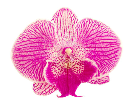 Pink Stripe Orchid isolated on white background. Flower with white, lilac magenta petals and purple yellow lips. Phalaenopsis or Moth kind. Floral design.