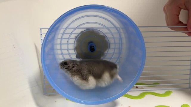 The winter white dwarf hamster (Phodopus sungorus), also known as Russian dwarf hamster. Funny pet, ball-shaped rodent  runs in a wheel.
