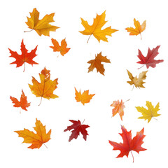 Obraz premium collection of various autumn leaves in shades of red. orange. yellow. and brown. arranged against a transparent background the leaves exhibit different shapes and sizes. showcasing the beauty of fall