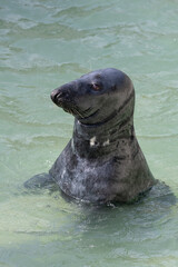 Head shot of a grey seal (halichoerus grypus) in the water