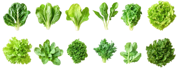 variety of fresh lettuce types arranged in two rows. showcasing their different shapes and colors this visually appealing display emphasizes the diversity of leafy greens. which are commonly used in s