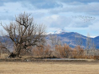 Winter meadows and flocks of birds, Colorado