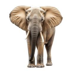 Obraz premium a realistic depiction of an elephant standing upright. showcasing its large ears. tusks. and textured skin against a plain white background grandeur and beauty of elephants. making it suitable for ed