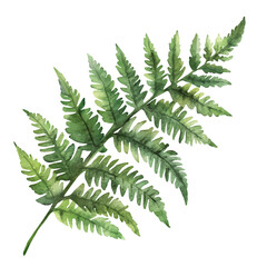 A watercolor painting of a Christmas fern, isolated on a white background. Christmas fern vector.
