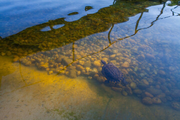 A turtle swims in clear water with visible rocks and sand on the bottom, creating a natural underwater scene