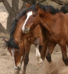 Obraz premium Wild Horses Sparring in Desert 