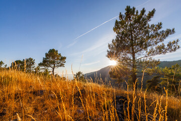 Obraz premium Sunlight streams through trees and golden grass on a hillside, creating a warm, scenic landscape