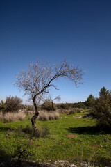 Fototapeta premium Almond Tree in Bloom Under Clear Blue Skies