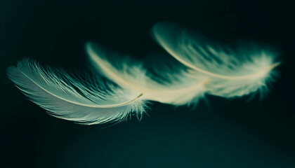 Naklejka premium Delicate white feathers float against a deep teal background, creating a serene and ethereal image perfect for design projects or artistic inspiration.