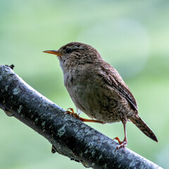 Eurasian Wren (Troglodytes troglodytes) in Glen Park, Cork - often found in hedgerows and forests.