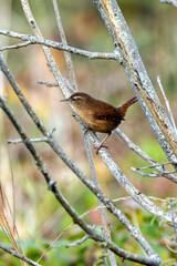 Eurasian Wren (Troglodytes troglodytes) in Glen Park, Cork - often found in hedgerows and forests.