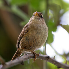 Eurasian Wren (Troglodytes troglodytes) in Glen Park, Cork - often found in hedgerows and forests.