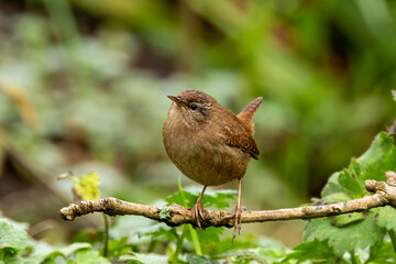Eurasian Wren (Troglodytes troglodytes) in Glen Park, Cork - often found in hedgerows and forests.