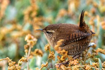 Eurasian Wren (Troglodytes troglodytes) in Glen Park, Cork - often found in hedgerows and forests.