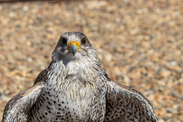 Falcon