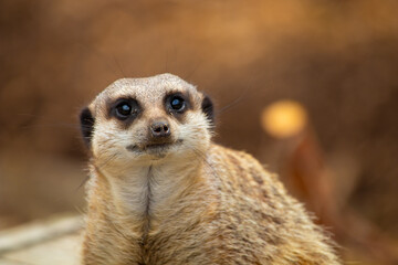 meerkat on guard