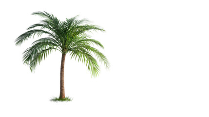 Palm tree transparent background
