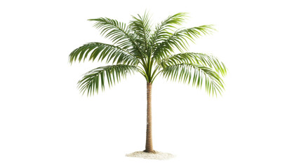 Obraz premium Palm tree transparent background