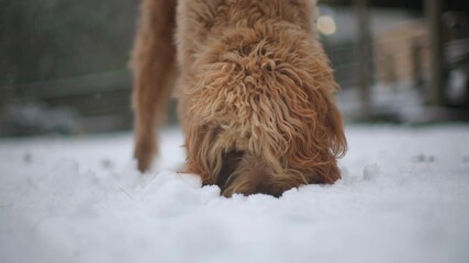 Dogs Playing In The Snow - Slow Motion - Golden Doodles - Canon c400 C