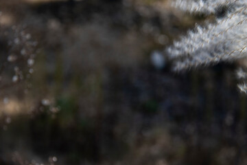 Reed, Winter, Autumn, Dandelion, Dreamy, Scenery, Void, Warm Colors, Transparent, Travel, Memories, Children, Childhood, Past