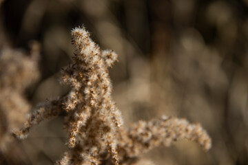 A certain flower, a certain grass, scenery, transparency, background