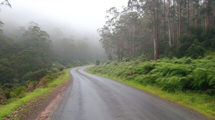 Fototapeta premium A forest road cutting through a foggy landscape, surrounded by dense, mysterious woods.