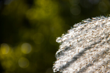 Reed, Winter, Autumn, Dandelion, Dreamy, Scenery, Void, Warm Colors, Transparent, Travel, Memories, Children, Childhood, Past