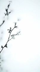 Delicate Blossoms Emerge on a Branch, Captured in Soft, Dreamy Light