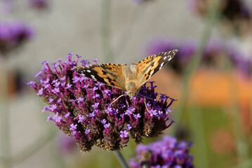 Painted Lady (Vanessa Cardui) Butterfly perched on purple flower in Zurich, Switzerland