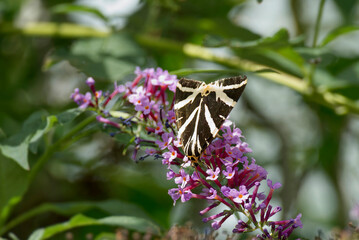 Jersey Tiger Moth (Euplagia quadripunctaria) perched on summer lilac in Zurich, Switzerland