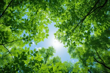 Fototapeta premium Sun shining through fresh green leaves on branches of trees in forest