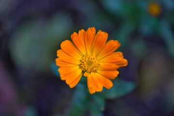 Gorgeous bright calendula flower over a dark green background