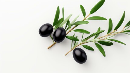 Fresh olive branch adorned with ripe black olives, showcased against a clean white background for a striking contrast.