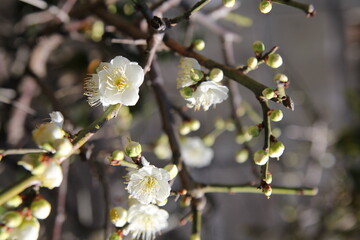梅の花、