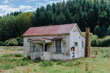 Fototapeta premium Faded white house with red tin roof, surrounded by trees and sheep in a grassy field. A weathered, abandoned home. , HUNTERVILLE, MANAWATU-WANGANUI, NEW ZEALAND