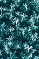 Frost-covered foliage, intricate patterns, teal background.