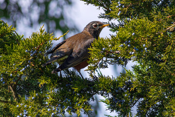 American Robin feeding on juniper berries, Canada.