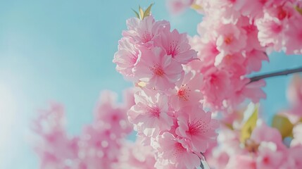 Cherry blossom branch against blue sky