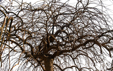 Trees, branches, twisted branches, vines, ancient forests, plants, magic trees, mages, wizards, plants