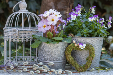  Garten-Arrangement mit lila Primel (Primula vulgaris) und Hornveilchen (Viola cornuta) in...