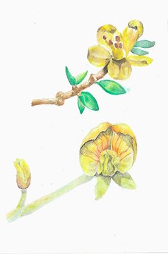 Illustration of flowers, female jarilla (Larrea divaricata) and A&ntilde;aguay (Adesmia trijuga) in watercolors, Argentine flora.