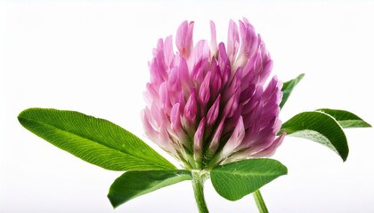 close up of red clover flower isolated on white background
