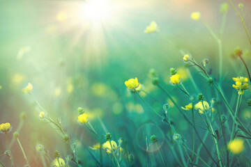 Buttercup in meadow lit by sun rays