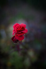 赤い薔薇の花びらを背景をぼかしてクローズアップ撮影