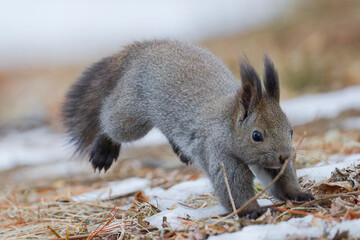 ジャンプするエゾリス
