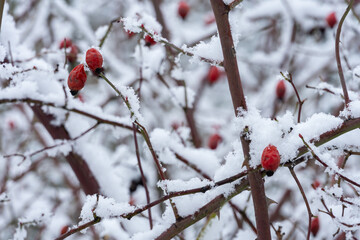 Winter scene with red berries covered in snow on bare branches