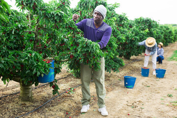 African skilled worker working at cherry garden.