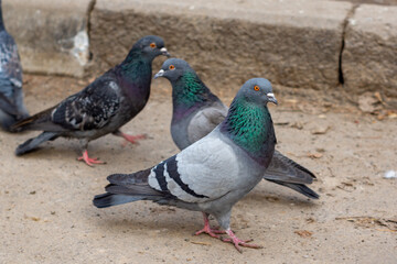Pigeons foraging on the ground near a stone surface in a city environment