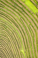 Tea plantations in Sao Miguel Island unique in Europe. Azores islands, Portugal. Aerial drone top view