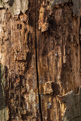 Textured close-up of an aged tree trunk showing natural patterns and cracks